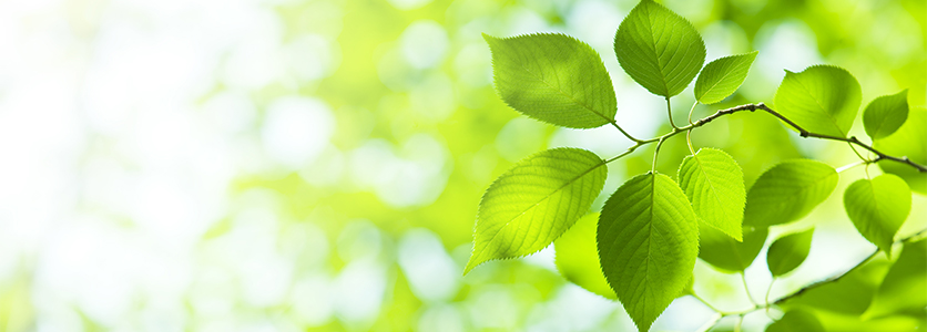 Green, Social, and Sustainability Bonds/Loan